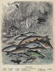 Poissons de rivière