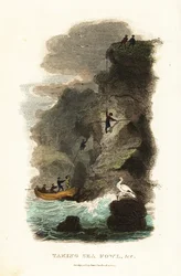Chasseurs de rochers chassant des goélands skuas et des œufs aux îles Féroé