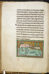 Un grand et un petit éléphant dans un ruisseau plein de poissons