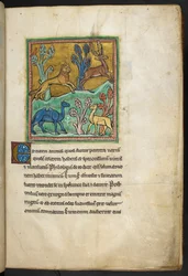 Un léopard chassant un cerf, avec un chameau et un autre animal