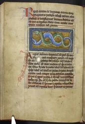 Anguis, du 