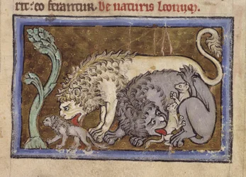 Lions, du 