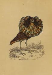 Combattant varié