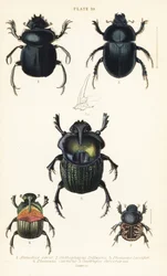 Scarabée sacré, Scarabaeus sacer 1, bousiers, Onthophagus nuchicornis 2, Coprophanaeus lancifer 3, Sulcophanaeus carnifex 4, et bousier fouisseur, Geotrupes stercorarius 5