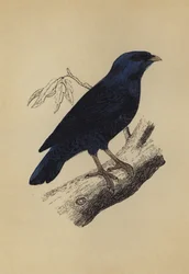 Oiseau satin (lithographie en couleur)