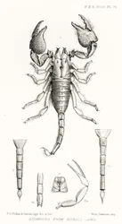 Scorpions de la Somalie, illustration de The Hope Reports, Vol. II, 1897-1900, édité par Edward B. Poulton, Oxford, 1901