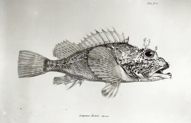 Poisson-scorpion, planche 8 de « La Zoologie du voyage du H.M.S. Beagle, 1832-36 » par Charles Darwin