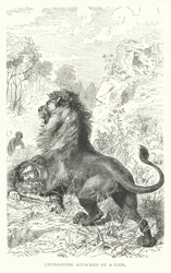 Le missionnaire écossais David Livingstone attaqué par un lion en Afrique