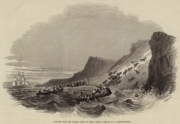 Chasse au lion de mer au large de Callao, côte du Pérou (gravure)