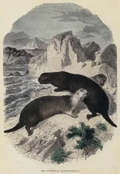 Loutres de mer du Kamtchatka