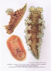 Limaces de mer, Nature en Grande-Bretagne publiée par Collins