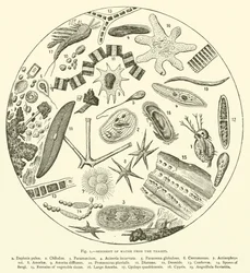 Sédiment de l