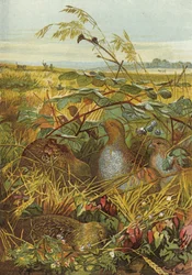 Septembre et octobre, oiseaux de gibier
