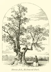 Shrew-Ash, parc de Richmond