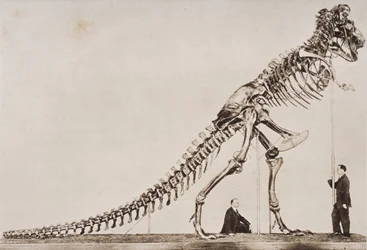 Squelette du Tyrannosaurus Rex, au Musée américain d
