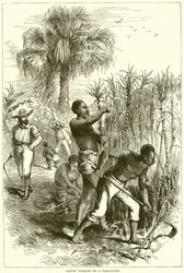 Esclaves travaillant dans une plantation