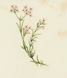 Aspérule des teinturiers, Asperula Cynanchica