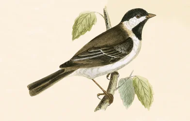 Mésange sombre, illustration de 