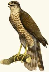 Épervier