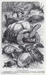 Espèces de tortues (lithographie)