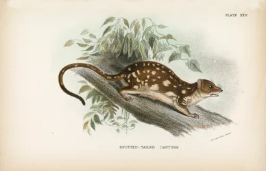 Dasyure à queue tachetée