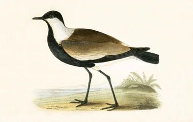Pluvier à ailes éperonnées, illustration de 