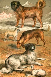 Saint Bernard, Bouledogue, Chien de Saint-Hubert, Terre-Neuve et Lévrier italien