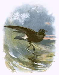 Pétrel tempête