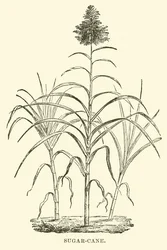 Canne à sucre