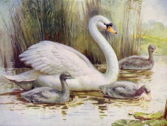Cygne et cygneaux