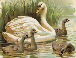 Cygne et cygneaux