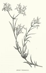 Aspérule odorante