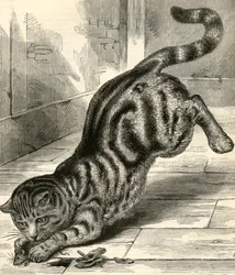 Chat tigré bondissant sur une souris