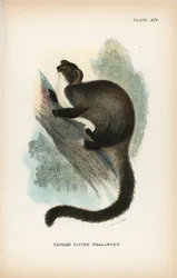 Taguan Phalanger volant