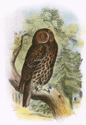 Chouette hulotte