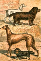 Terrier, Épagneul, Lévrier et Épagneul King Charles