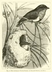 Le dicée fleur-nectar d