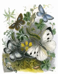 Le Vivarium des Papillons