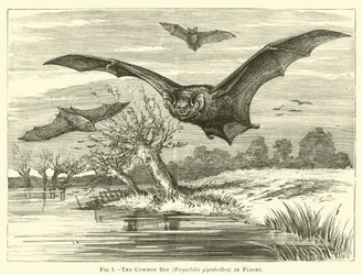 La chauve-souris commune, Vespertilio pipistrellus, en vol
