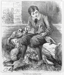 "Les furets sont venus à lui en bondissant" (gravure)