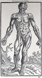 La Partie Antérieure des Muscles, planche de 