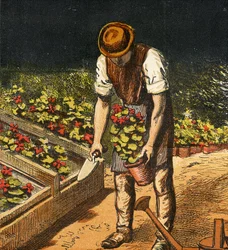 Le Jardinier