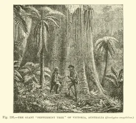 Le géant eucalyptus de Victoria, Australie, Eucalyptus amygdalina