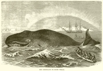 La baleine du Groenland ou baleine franche