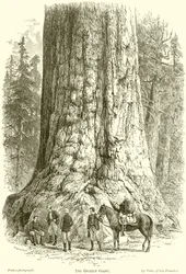 Le géant grizzly