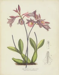 La Laeliops Haïtienne, Laeliopsis Domingensis