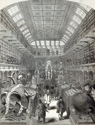 Le Musée Hunterian, au Royal College of Surgeons, de 