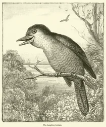 Le baudet qui rit (gravure)