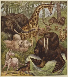 La Réception du Lion