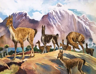 Le lama, illustration tirée de "Wonders of Nature" (Merveilles de la nature)